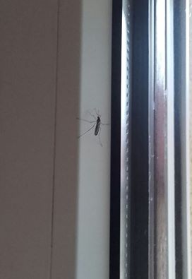 szúnyog az ablakon - a nyuszioltás már aktuális