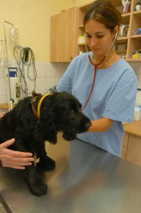 dr. Demjén Zsófia állatorvos spánielt vizsgál